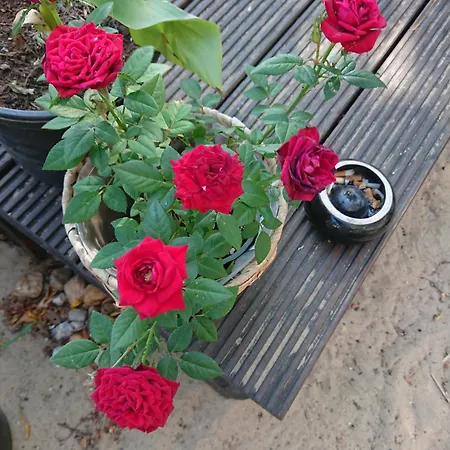 홈스테이 Dahme Am Wasser 베를린